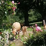 La Maison Des Rosiers * Manhac