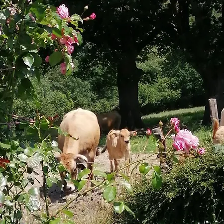 La Maison Des Rosiers * Manhac