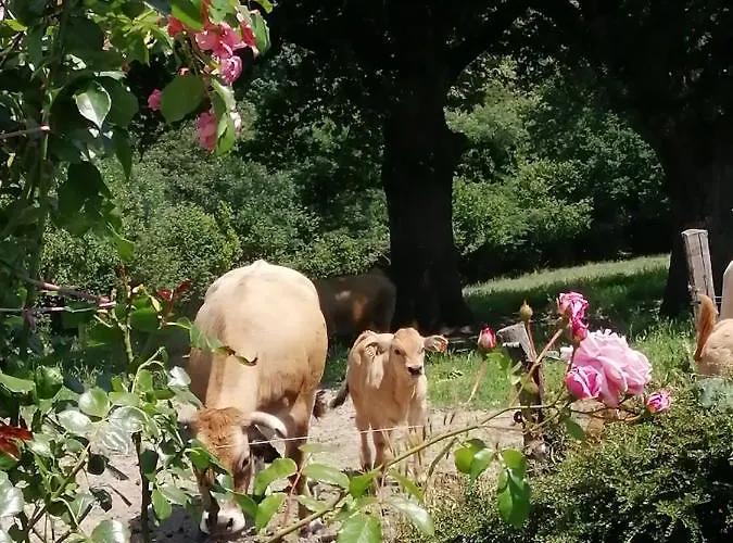 La Maison Des Rosiers * Manhac