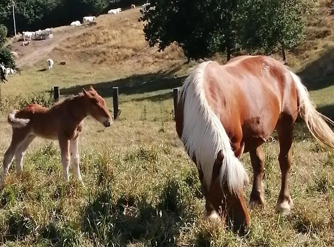 La Maison Des Rosiers Semesterbostad *